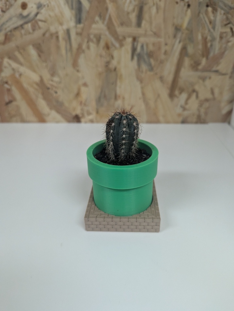 Petit cactus