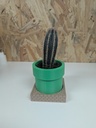 Grand cactus